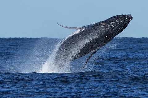 Each whale's tail is different and it's a common tactic used by scientists to identify individuals.