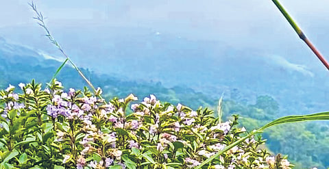 Neelakurinji have begun blooming on the slopes of Chokramudi after a gap of 12 years, bringing cheer to the Muthuvan tribal community