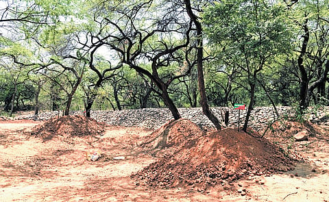 The DDA has been entrusted with planting 23 lakh indigenous saplings across the city.