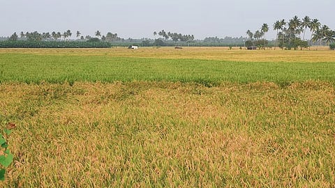 Agriculture officials said paddy transplantation is progressing steadily, supported by water from the Godavari Delta and Krishna Eastern (KE) Canal systems.