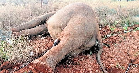 Staff from the Sirumugai Forest Range found the elephant lying on an illegal fence installed around a banana grove owned by R Kumar