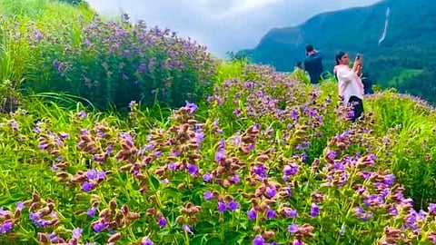 Tourists taking pictures and videos of Neelakurinji at Santhanamaram in O-Valley near Gudalur on Sunday.
