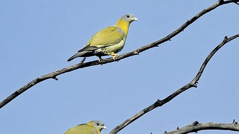 Yellow-footed green pigeons