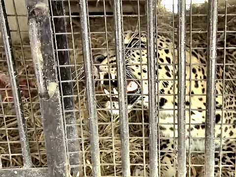 The animal was trapped on July 3 near Banasi village in Nainidanda’s Sald Mahadev area, days after Sushila Devi, 65, widow of Anoop Singh, was mauled to death on June 27.