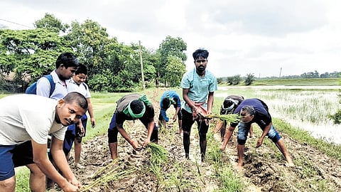 Residents planting paddy saplings on the muddy road in Patana village