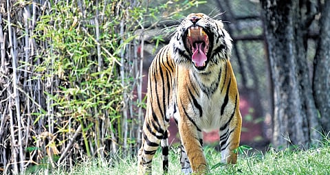 A tiger yawns at the Nehru Zoological Park, Hyderabad, on Wednesday. July 29 is observed as International Tiger Day | Vinay Madapu