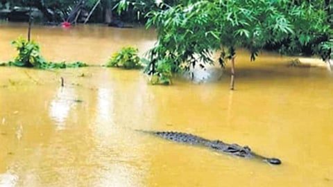 Forest range officer of Bhitarkanika Chittaranjan Beura said villagers in flood-hit areas have been advised to move cautiously due to the added risk of displaced crocodiles.