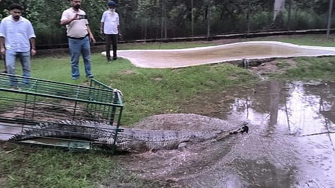 The gharial was rescued on July 27 from the Mohangarh Minor of the Indira Gandhi Canal Project in Rajasthan's Jaisalmer district