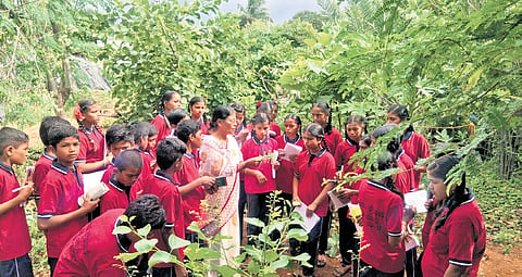 The garden has more than 100 trees-- star fruit, water apple, hill amla, cocoa, various varieties of mango, pineapple, wood apple, Malaya apple, and others.