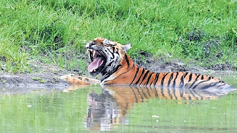Official figures show that 12 people have been killed by tigers and 17 by leopards so far this year.