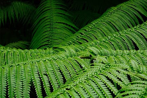 Lush ferns