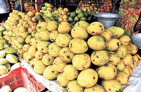 Punasa mangoes fetch high prices ahead of Onam