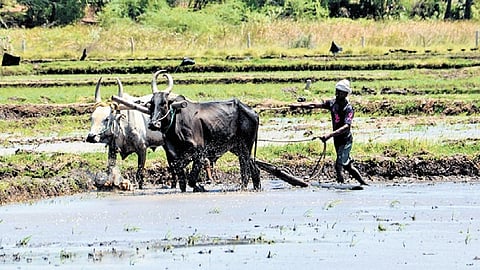 Providing quality seeds are among the demands put forward by famers