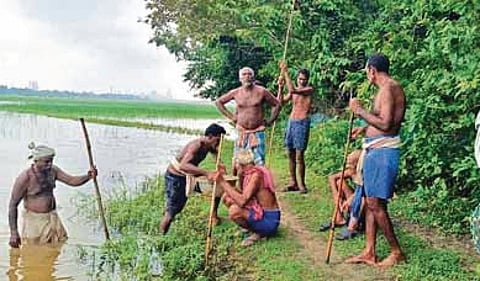 Farmers trying to remove the slurry from their agriculture fields.