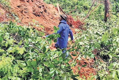Coffee plants buried under debris in a landslide at an estate in Chikkamagaluru