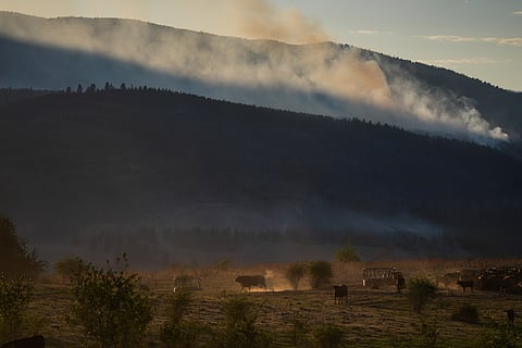 Cattle walk and graze at a ranch as the Bradley Creek wildfire burns in the distance, in Vernon, British Columbia, Monday, Aug. 3, 2026.