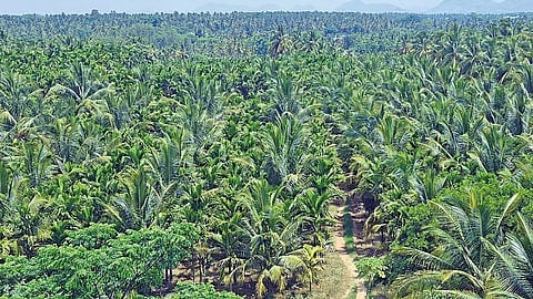 According to the petition, of the 7,133 acres of government land allotted for the BMIC project, only 376 acres had been utilised, leaving around 6,757 acres unused.