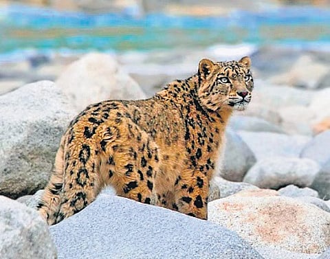 Ladakh okays high-altitude safaris with focus on snow leopard trails