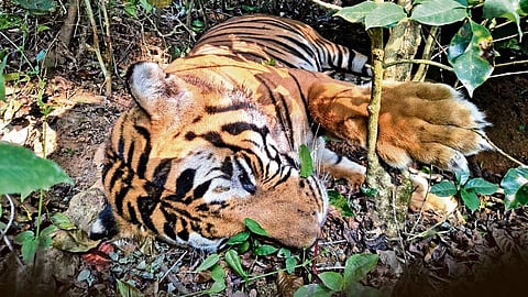 The team went to various localities around the place where the tiger’s body was found and spoke to the villagers regarding its claws and also other wild animal poaching activities in the area.