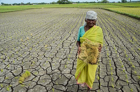Uneven rainfall across Nagapattinam has left farmers who have already taken up direct sowing of samba paddy seeking more rain to support crop establishment.