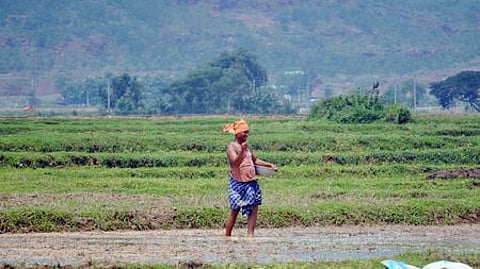 A farmer sowing paddy seeds in his field in Kendrapara