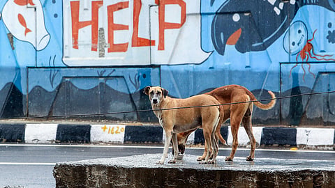 The court directed the MCD and NDMC mention in their status reports how many dogs were caught and also ensure that at least one ward from their areas is rabies free.