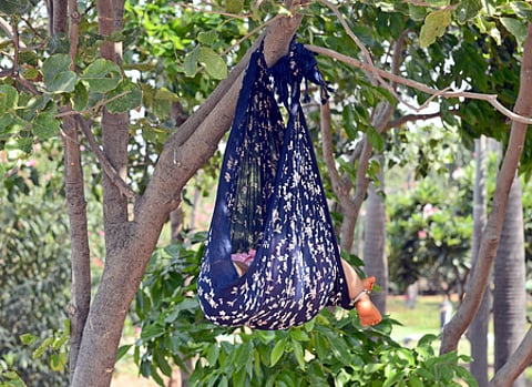A toddler sleeping quietly in her mother's dupatta (hammock) under the tree in hot weather.