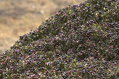 Nilgiri wild jamun with fruits can be seen in this picture from 2024