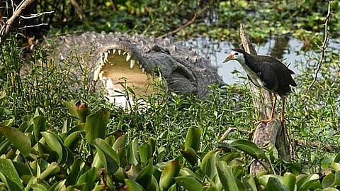 Concerns over forest, environmental violations in Lucknow night safari