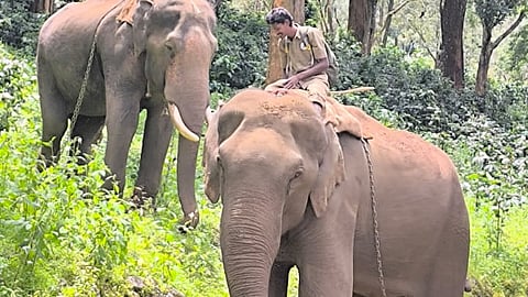 Two kumki elephants deployed to capture 'man-eater' in the Nilgiris