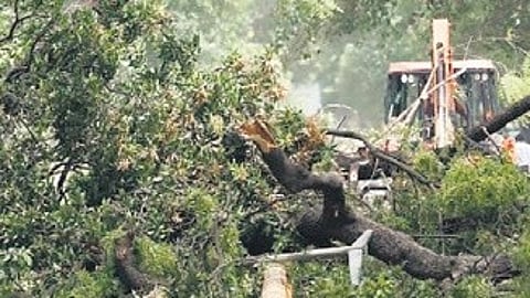 tree pruning