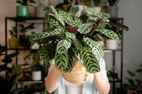 The plant that dances with light