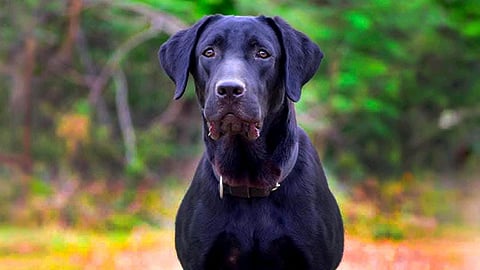 Arjun, the labrador