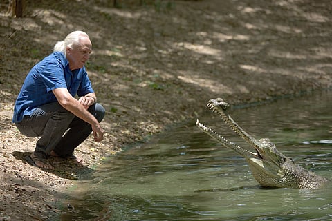 Rom Whitaker with a male gharial