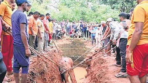 Forest authorities rescued an injured elephant calf from an open well.