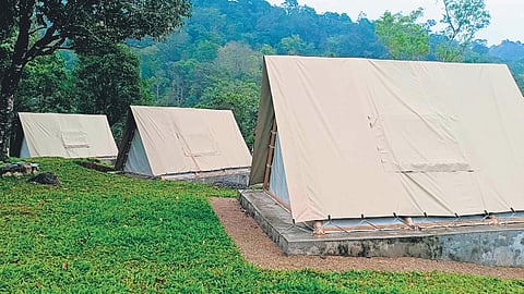 Shaded understoreys shelter the Wayanad laughingthrush, rufous babbler, grey-headed bulbul, white-bellied treepie, and Asian fairy-bluebird.
