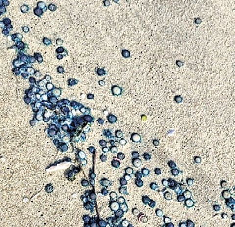 Thousands of blue button jellyfish have washed ashore along several kilometers of the stretch between Mukundarayar Chathiram and Dhanushkodi in Ramanathapuram district