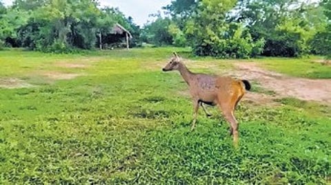 Image of a 'sambar deer' used for representational purposes only.