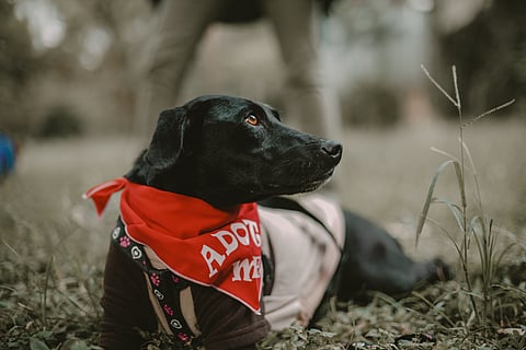 The state is currently testing an adoption model in Adat grama panchayat in Thrissur, where puppies are being brought into the programme at an early age and subsequently made available for adoption.