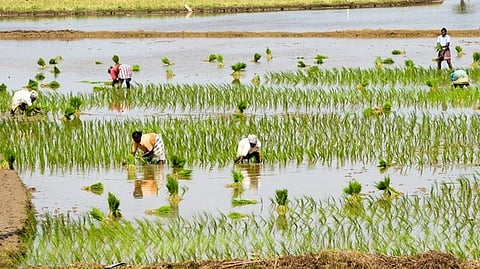 Gujarat at 10th rank in India as farm loans hit Rs 74K crore.