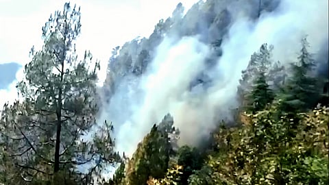 During the peak fire season from March to June, dry pine needles—locally called pirul—accumulate on forest floors and act like tinder.