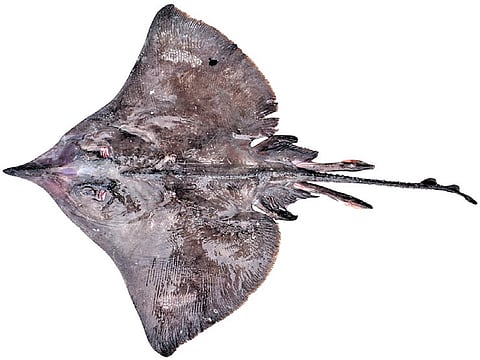 New species of longnose skate Dipturus from the western Indian Ocean