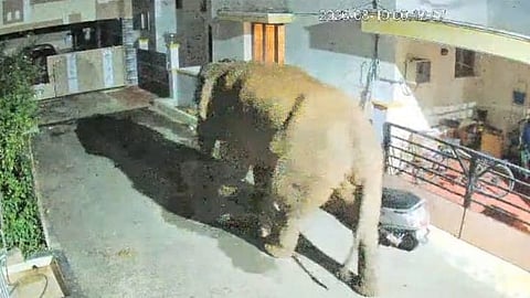 A wild elephant nicknamed, ‘Vettaiyan’, strayed into residential area on Sunday.