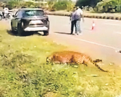 A video clip of the injured leopard