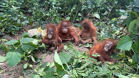 The officials safely rescued the five orangutans and brought them to the Udaipur forest section office, where they were kept under observation.