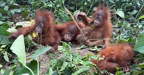 The baby orangutans found near Odisha's Badapai village