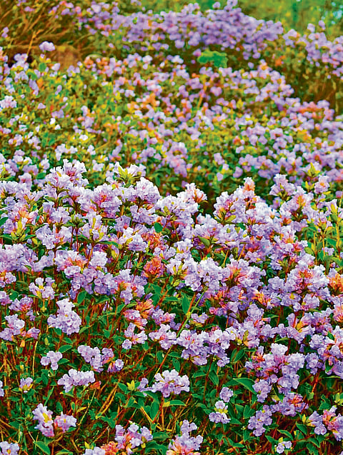 Munnar in bloom