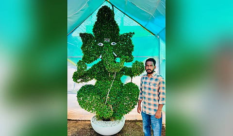 Rare tree ganesh plant at Kadiyapulanka nursery in East Godavari.