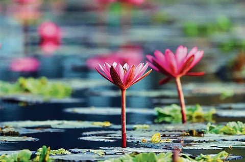 Gulawat: Indore's lotus-lined escape