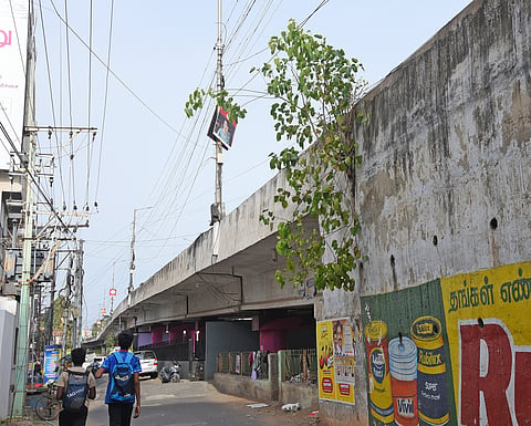 A sapling sprouting out of a gap in the Thennur road overbridge raises safety concerns among commuters